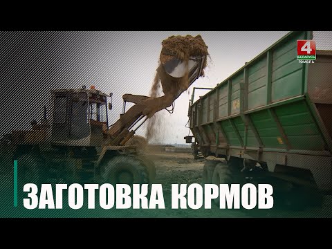 Посмотрели, хватает ли корма агросектору Гомельщины на примере хозяйства под Речицей видео