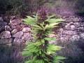 videos de chronik in the jungle 07..wmv
