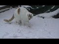 Cats First Snow Cats First Snow