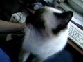 Chamina =) Chamina =)