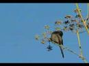 Bushtits - Even More!