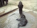 Baby Elephants play in the water