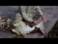 brown bakra 3.mp4