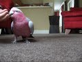 See Video