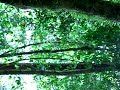 ボルネオ島の自然の音２/Rainforest sound from Sukau,Borneo(malaysia)2