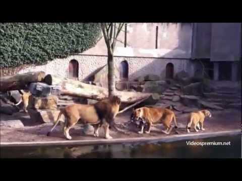 Videospremium.net - Leones cazando al vuelo