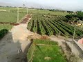 Campos de Viñedos en Bodega Tacama desde el Mirador en Bodega Tacama, Ica, Peru