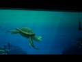 タートル・トーク TurtleTalk クラッシュどアップ 東京ディズニー・シー ファインディング・ニモ