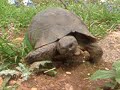 Pelops.org : Le retour des tortues vivantes sur Pendeli