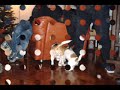 jack russell lucy a novembre e a gennaio