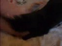 When Cats Attack
