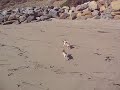 Chihuahuas playing on the Beach