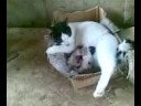 gato v/s gato