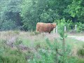 Laat mij naar buiten Laat mij naar buiten