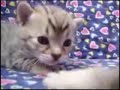 The \"I\" Kittens