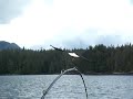 bald-eagle-up-close-rescue.html