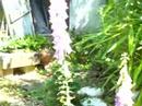 my garden