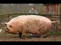 6. Animales Fuera de lo Com�n II - Fenomenos Paranormales II