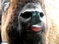 videos de Olympic Game Farm - Bison IIII