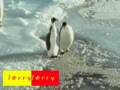 videos de Evil Penguin.mp4