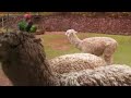 Awana Kancha Alpacas and Llamas - Cusco - Peru