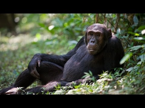 CHIMPANZEE