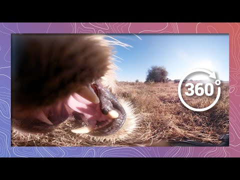 Eaten by a Lion in 360 5K | The Last View Seen by its Prey - YouTube