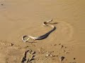 Rattle Snake Rattle Snake