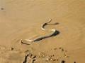 videos de Rattle Snake