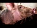 Bioenergy Biodigestores Rurais