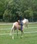 Champagne Tennessee Walking Horse stallion flatwalk