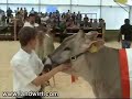 Braunvieh Dreil�nderschau