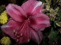 Gheorghe Zamfir - Unchained Melody