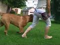 Dext-Orr Bullmastiffs Luca training