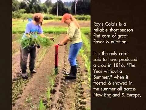 how to transplant corn