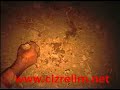 cizre lilerin filmi kanlı toprakaxa xwinwww cizrelim net