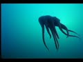 Octopus Swimming Octopus Swimming