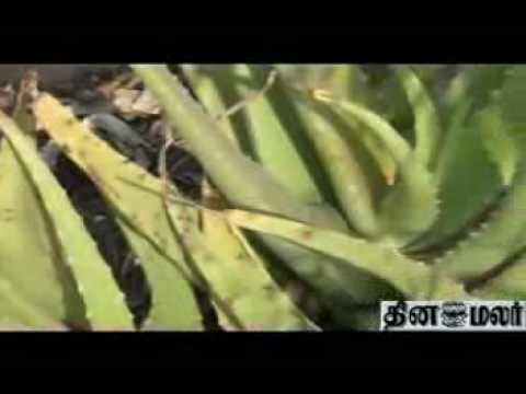 thinamalar - I am V.Sarathy Innovator acehived to drive out mosquitoes from house in a very simple manner by using Organic Natural Herbals Plants karpuravalli(Thaimal), a...