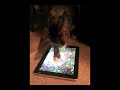 iPad Cat - Learning to fish on the iPad http://ping.fm/ymSz3