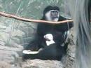 Baby Colobus at the Central Park Zoo Baby Colobus at the Central Park Zoo
