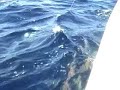 popperfishing costa rica (carangue hippo) popperfishing costa rica (carangue hippo)