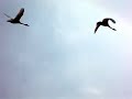 Click here to watch this video さよなら 白鳥