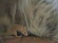 Braco Alemán de Pelo Duro video