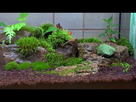 Ein ewiges oder zeitweise Terrarium? für Pflanzen Teil 4 morsches Holz und Asseln