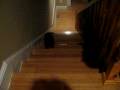 videos de Kola Alek Kouture pushing a cup down the steps...
