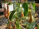 l'estate è finita, le sarracenie si seccano, le drosere perdono le foglie e le dionee ingialliscono.. qualche pinguicula coraggiosa mantiene un po' di colore in questa situazione grigia...