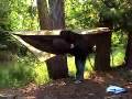 camp hammock 