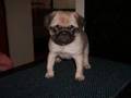 Mops / Hamon