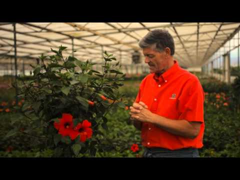how to care for a hibiscus tree