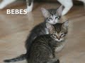NOS CHATS